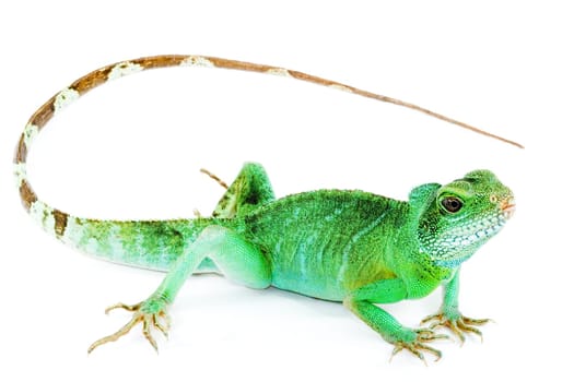Physignathus cocincinus