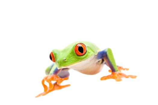 frog walking isolated on white