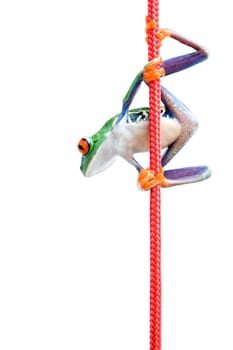 frog climbing rope isolated on white