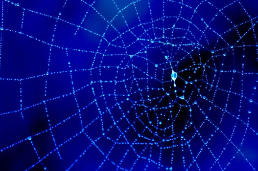 dewy cobweb in blue