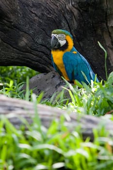 Magnificent parrot outdoors