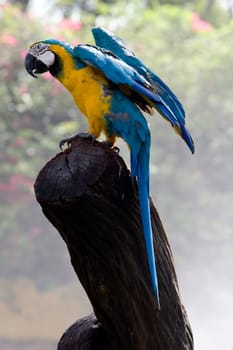 Magnificent parrot outdoors