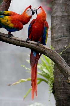 Magnificent parrot outdoors