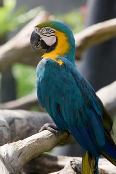 Magnificent parrot outdoors