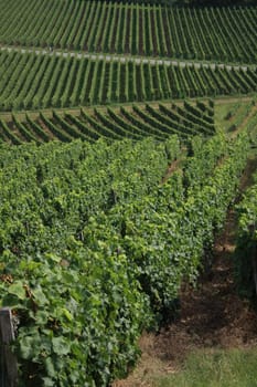 Vineyards