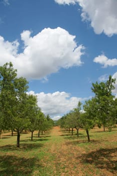 Almond Plantation 2