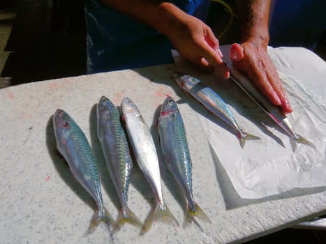 fresh mackerel