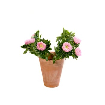 Pink Dahline in Clay Pot - Cutting Out