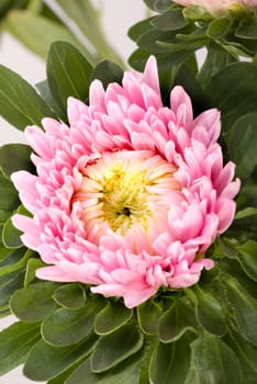 Pink Dahlia - Close-up