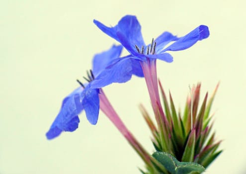 The creeping hornsward or Chinese leadroot blooms from September to October in the color blue,which is rather rare for woody plants. This ground cover is a semi-shrub from western China that grows to a maximum height of 40 cm. He