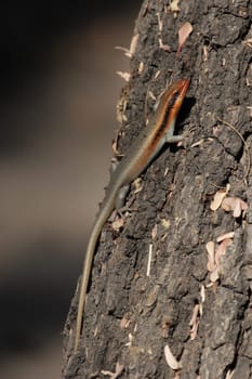 Striped skink (Trachylepis wahlbergii)