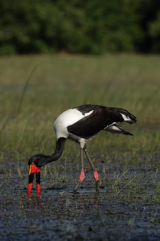 Saddle stork (Ephippiorhynchus senegalensis)