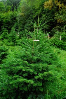 Christmas tree cultivation