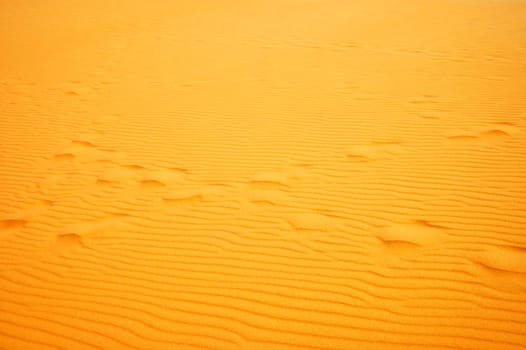 Blown tracks in the desert sand,Sahara