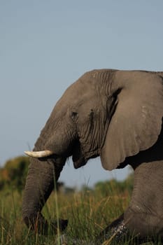 Elephant in the Okavango Delta,Botswana