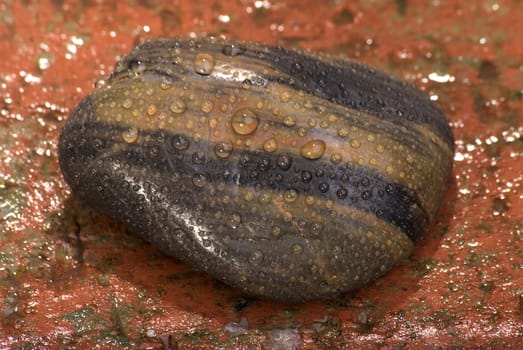 Wet pebble on brick