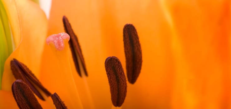 Orange Lily - Macro Shot