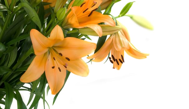 Orange Lilies