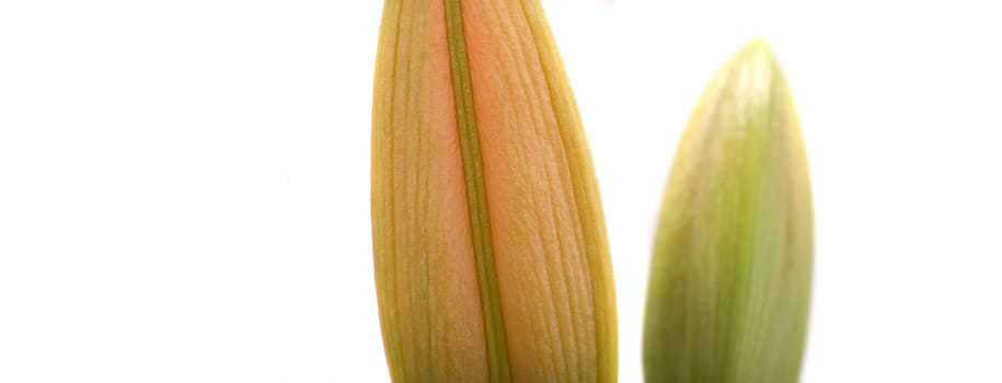 Lily buds panorama format