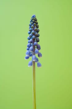 Grape hyacinth on green background