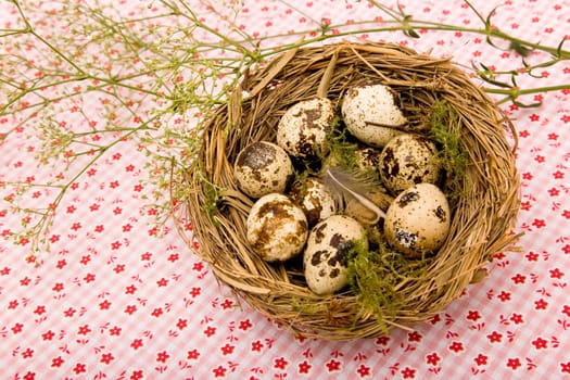 Quail eggs at Easter
