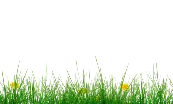 Grass