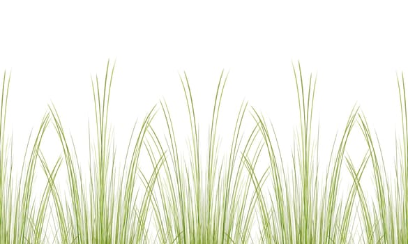 Grass