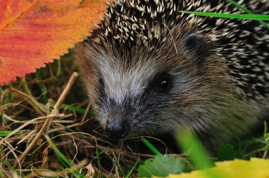 Hedgehog