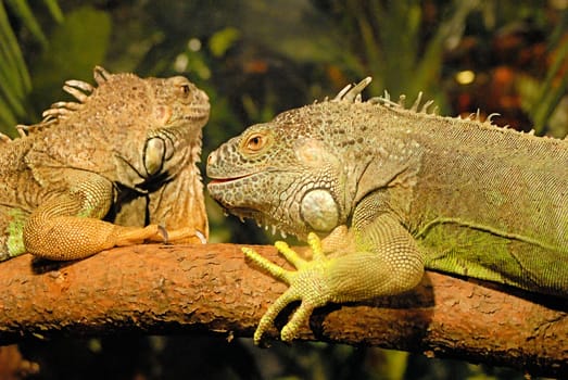 Friends