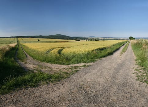 Idyllic barley field in summer