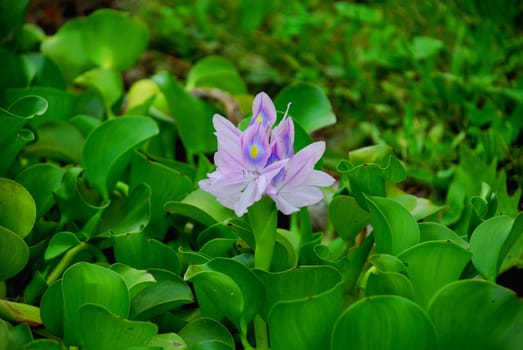 Thick-stemmed water hyacinth