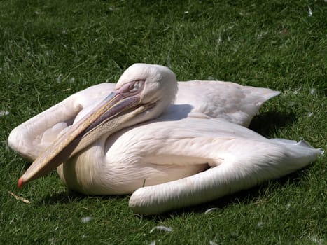 Resting Pelican