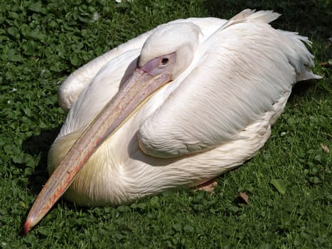 Seated Pelican