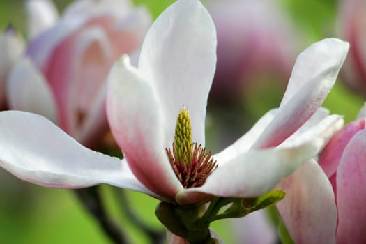 Magnolia bloomed