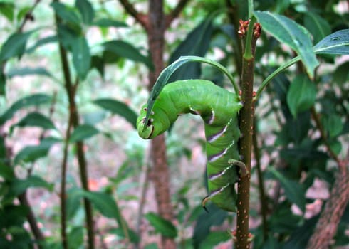 Caterpillar Privet Hawkmoth