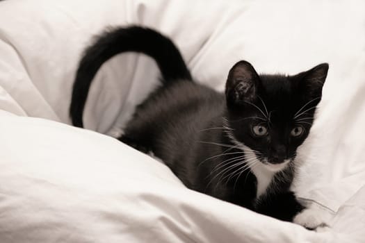 Merlin in the pillow
