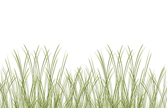 Grass
