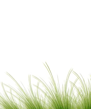 Grass