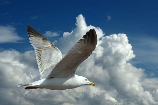 Be free