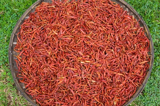 chilli,hot spice