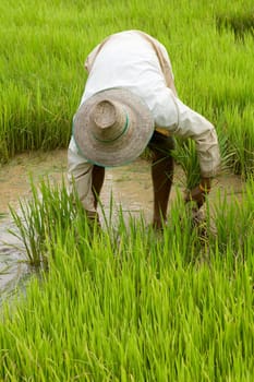 Work in the rice field in Asia