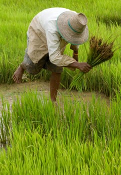 Work in the rice field in Asia