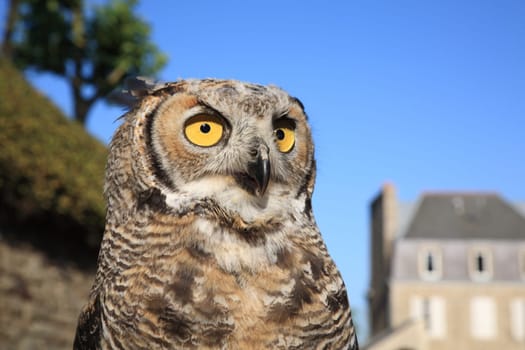 Great Horned Owl