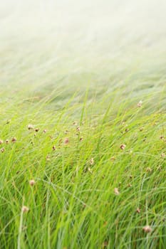 Grass background