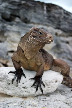 Cuban Belttail Iguana