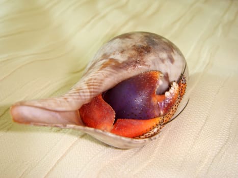 Hermit crab
