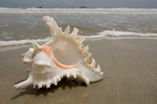 Seashell on the beach