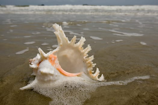 Seashell on the beach
