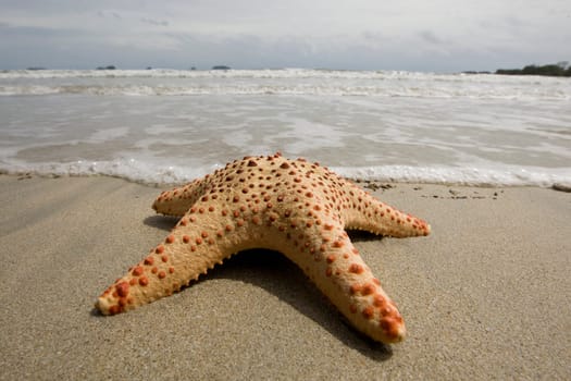 Starfish on the beach