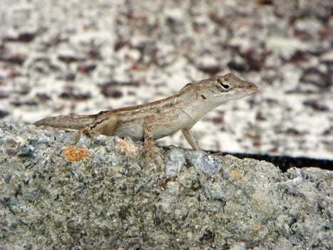 Anolis